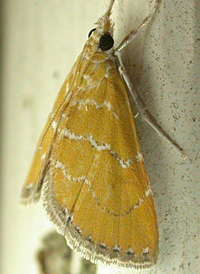 Xanthophysa Moth